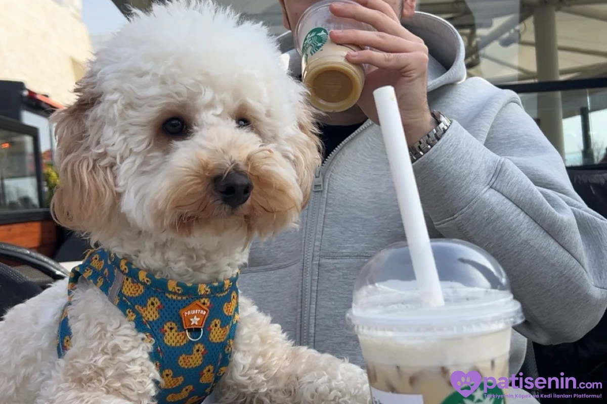 1.5 yaşında erkek poodle cookie 3