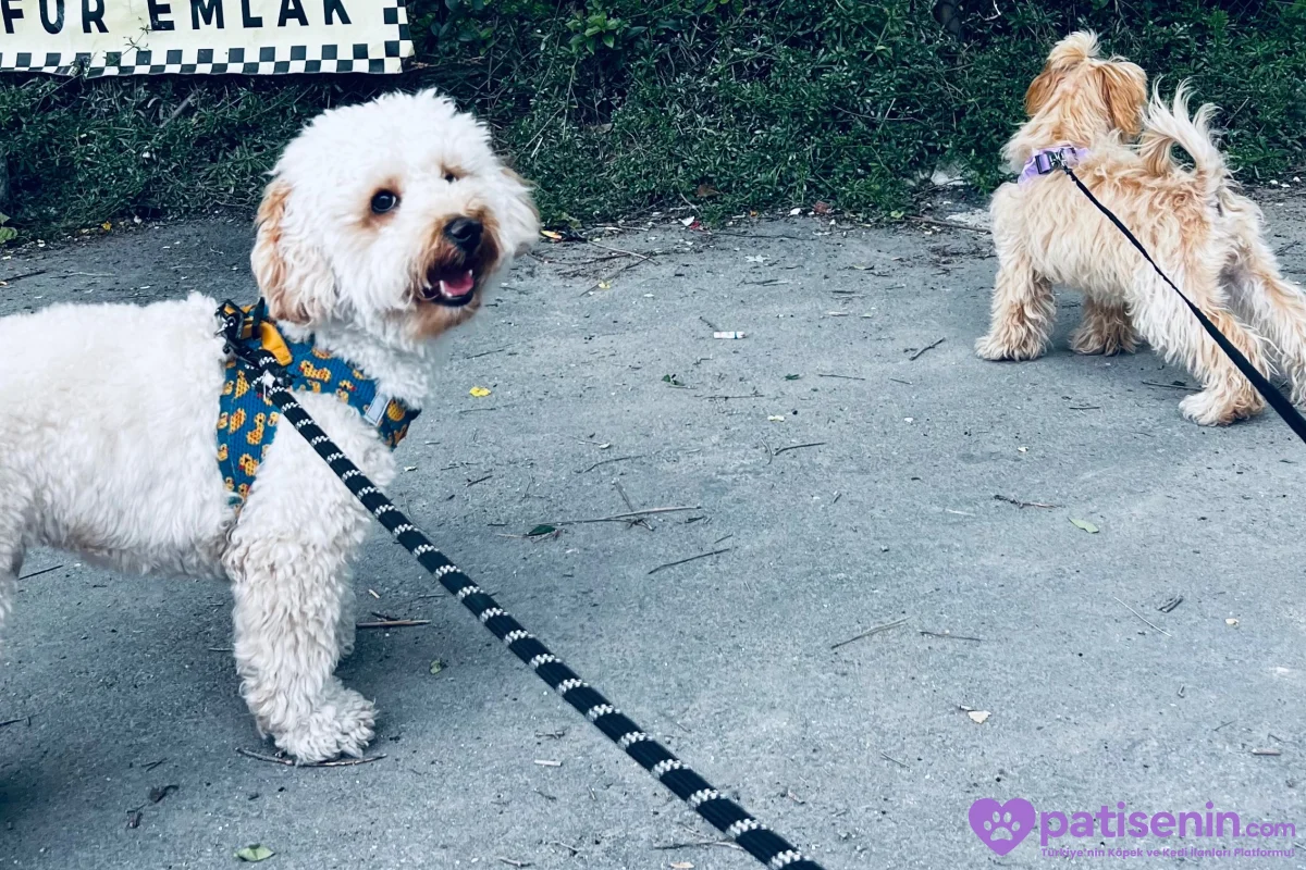 1.5 yaşında erkek poodle cookie 4