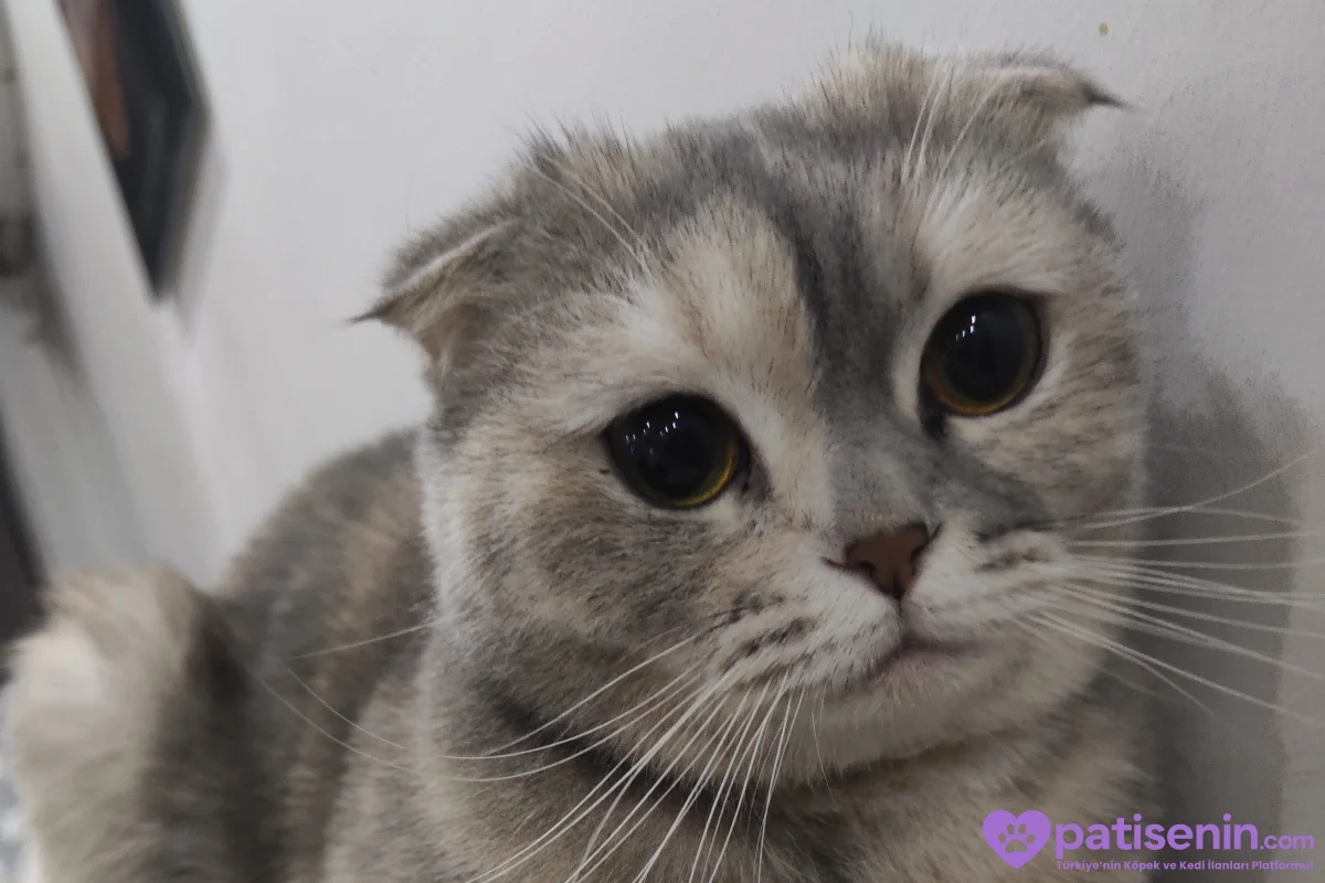 Safkan Scottish Fold 1