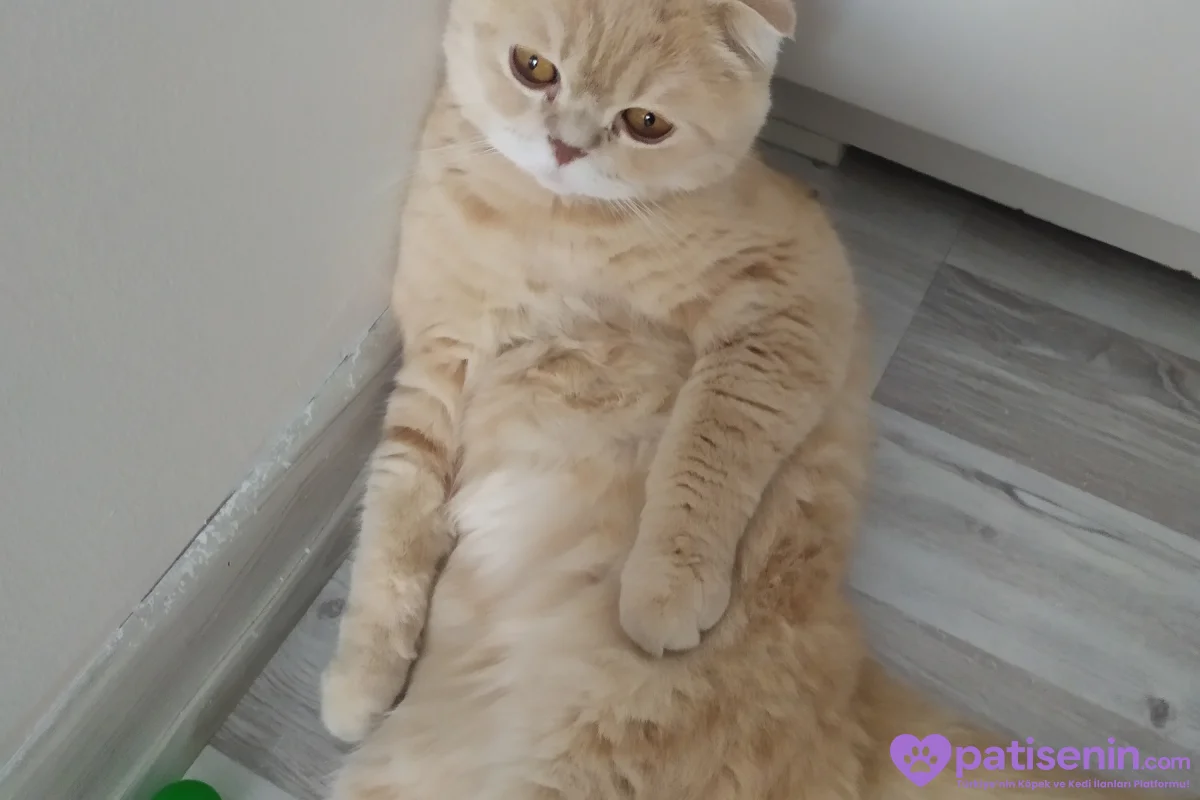 Barınağa verilmesin diye sahiplendirmek istiyorum 3
