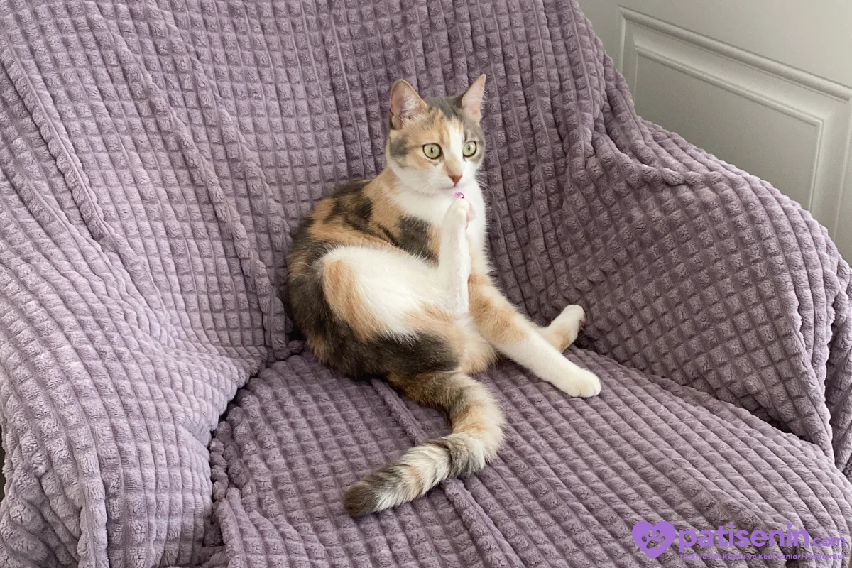 Kısırlaştırılmış Tekir Kedi (Lila) 4