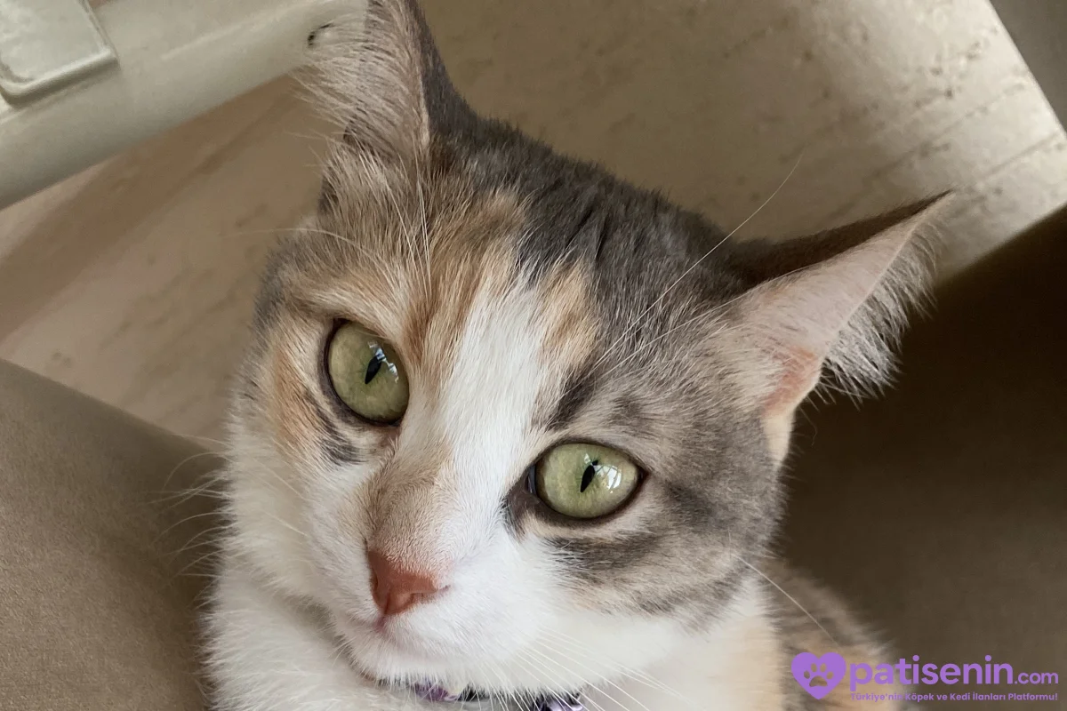 Kısırlaştırılmış Tekir Kedi (Lila) 6