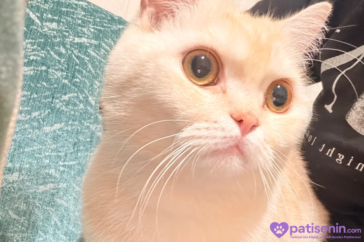 Sakin British Shorthair Kedimiz 1