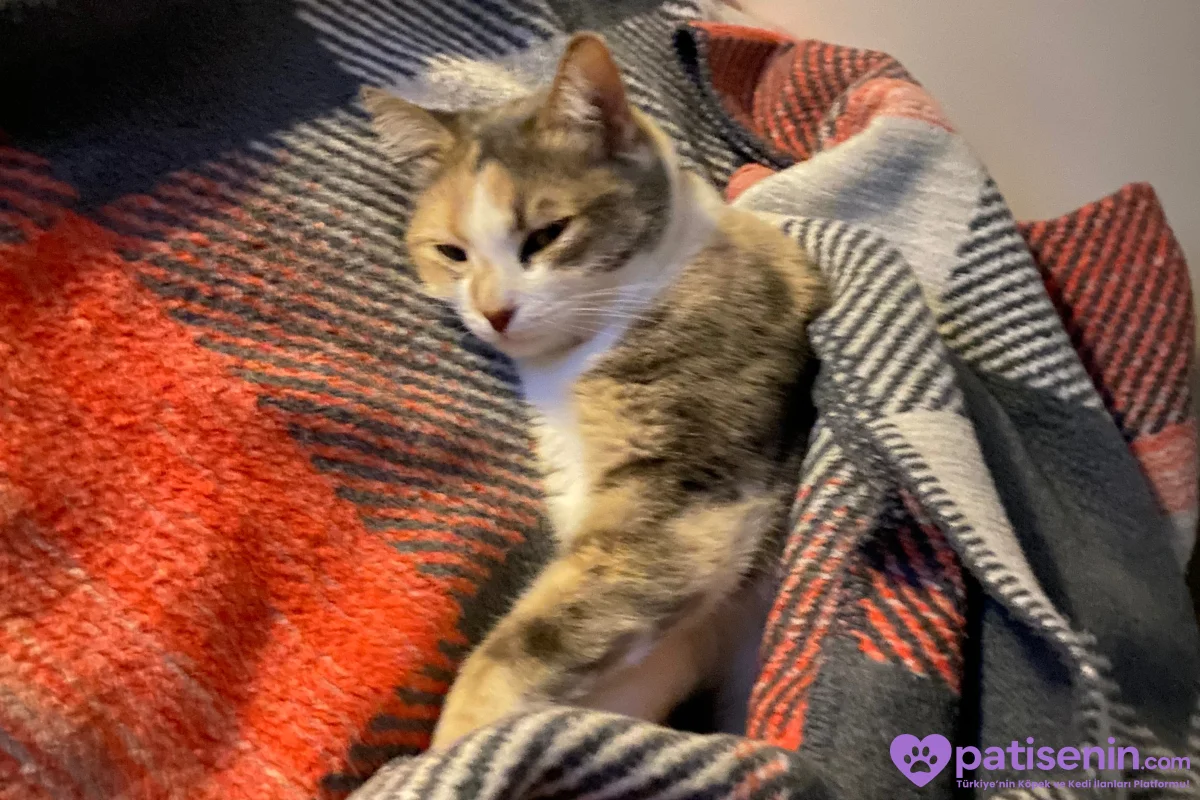 Kısırlaştırılmış Tekir Kedi (Lila) 3