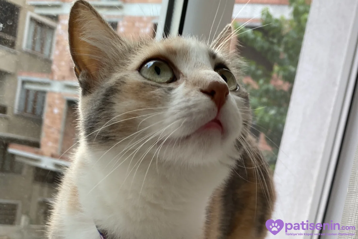 Kısırlaştırılmış Tekir Kedi (Lila) 5