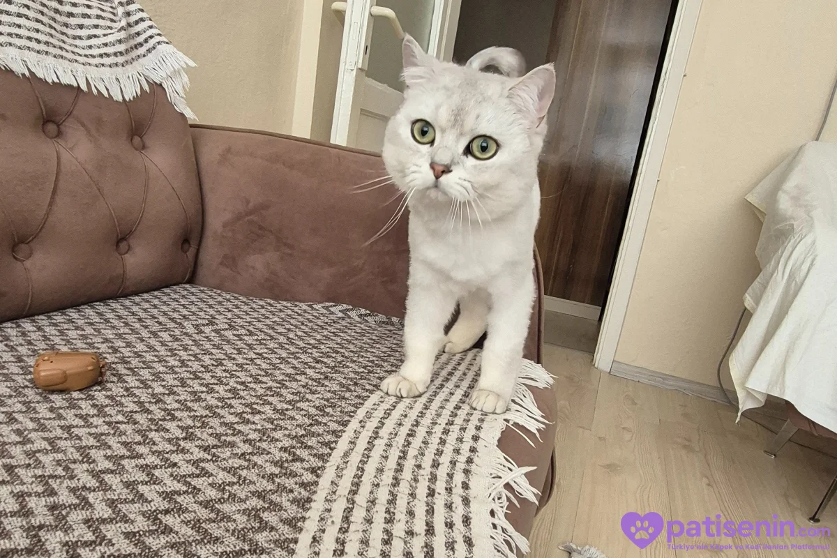 1 yaş erkek kısırlaştrılmış erkek kedi aşıları tamam alan kişi tekar yapyrıcak her ay 2