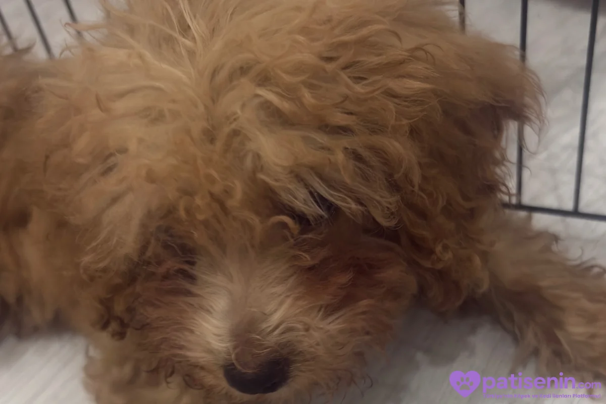 2 aylik Toy Poodle 2