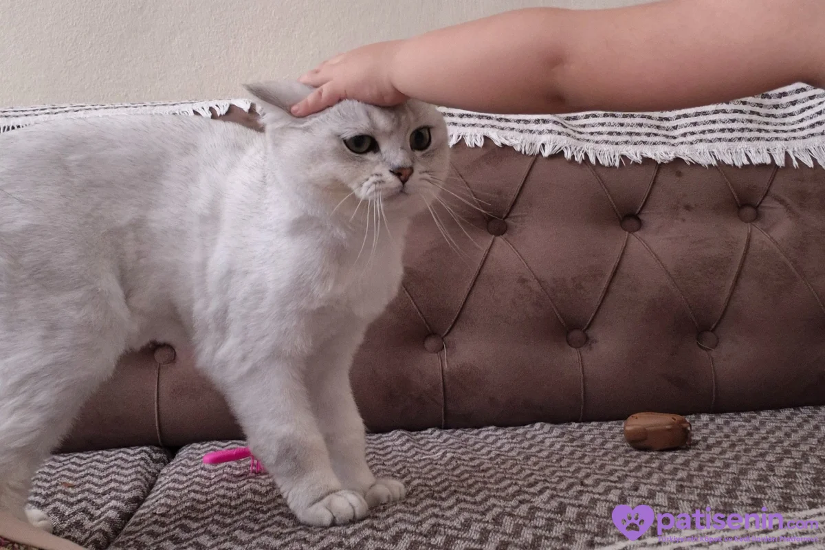 1 yaş erkek kısırlaştrılmış erkek kedi aşıları tamam alan kişi tekar yapyrıcak her ay 3