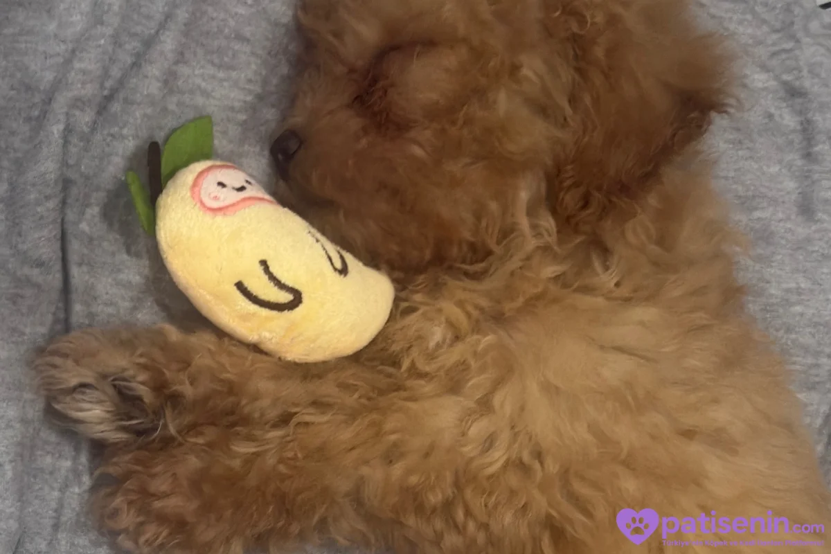 2 aylik Toy Poodle 3
