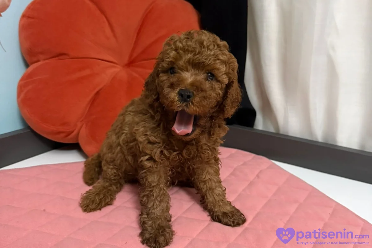 TOY POODLE ERKEK YAVRU 2