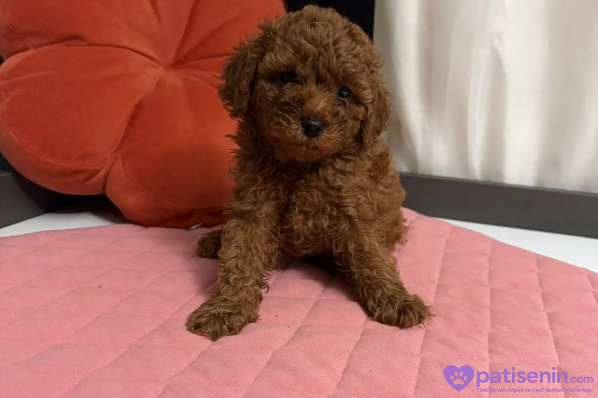 TOY POODLE ERKEK YAVRU 1
