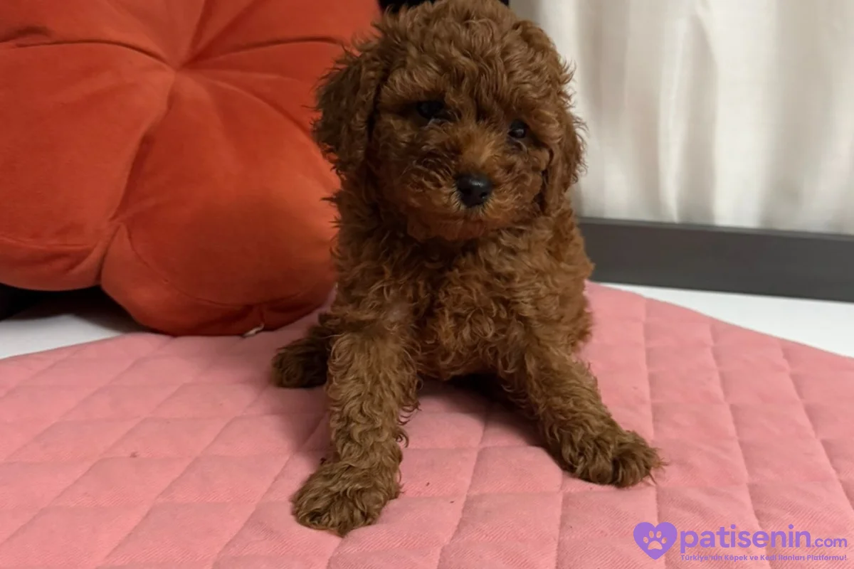 TOY POODLE ERKEK YAVRU 3