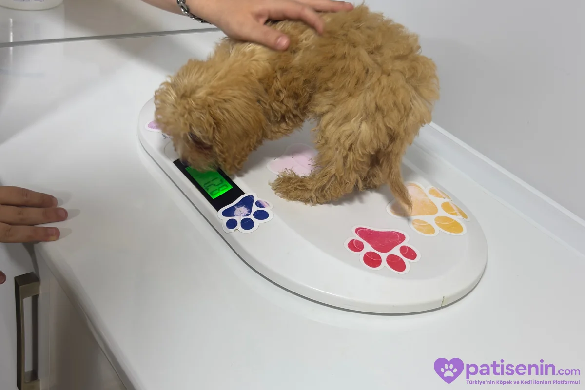 2 aylik Toy Poodle 1