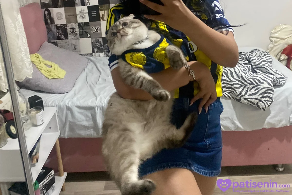 1 yaşında Scoottish satılık ama çok uygun sadece malzemelerin parası alıyorum herşeyi yeni alınmış 2