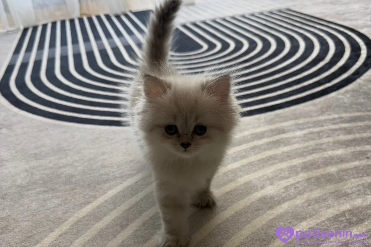 2 Aylık British Longhair Lynx Point 2