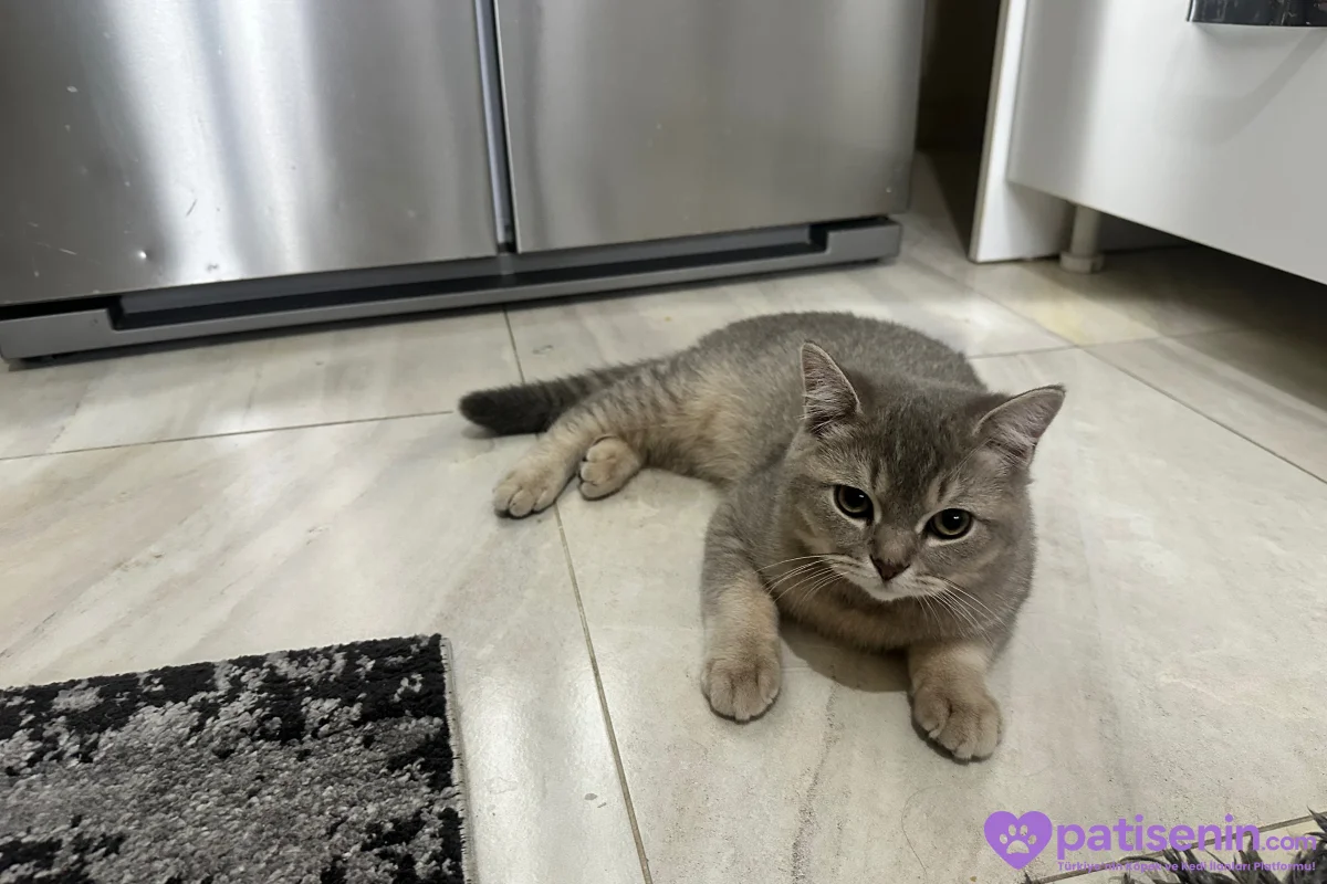 7 aylık british shorthair 1