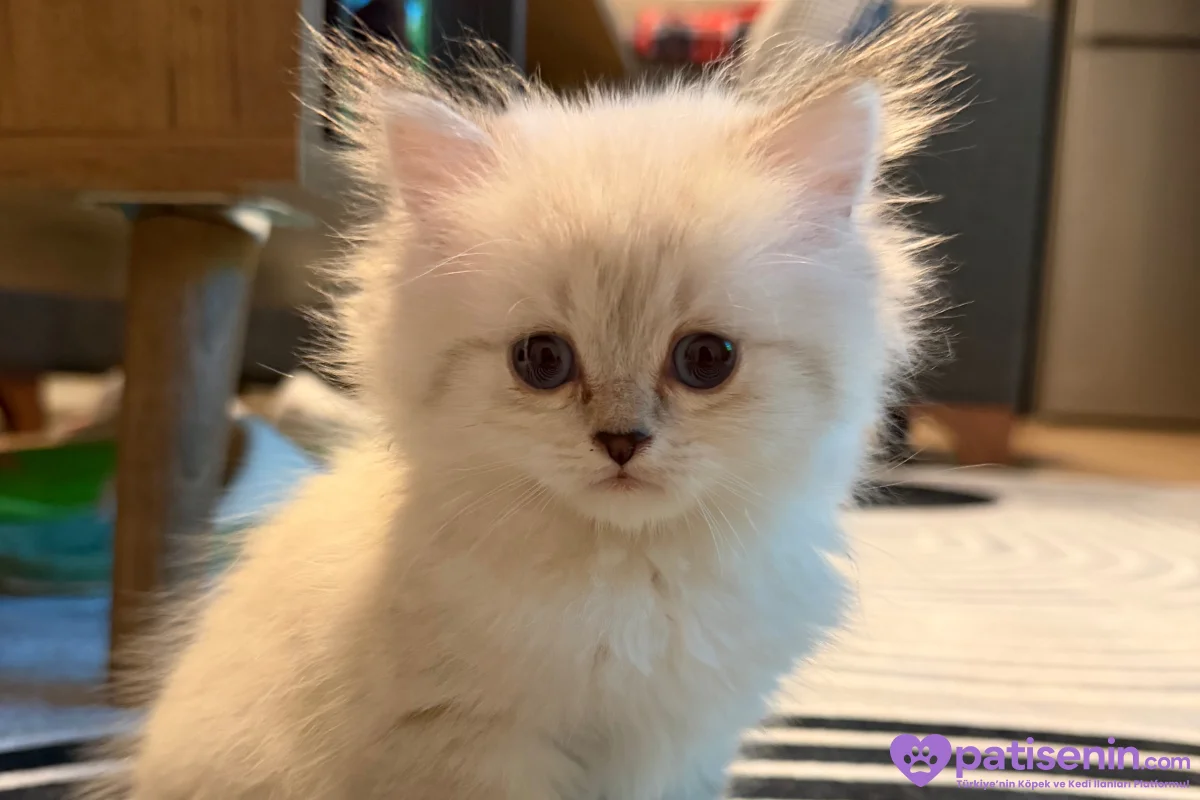 2 Aylık British Longhair Lynx Point 1
