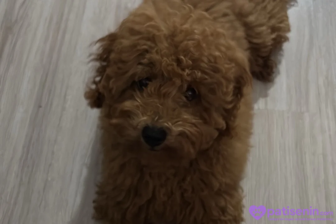 5 aylık dişi toy poodle 2