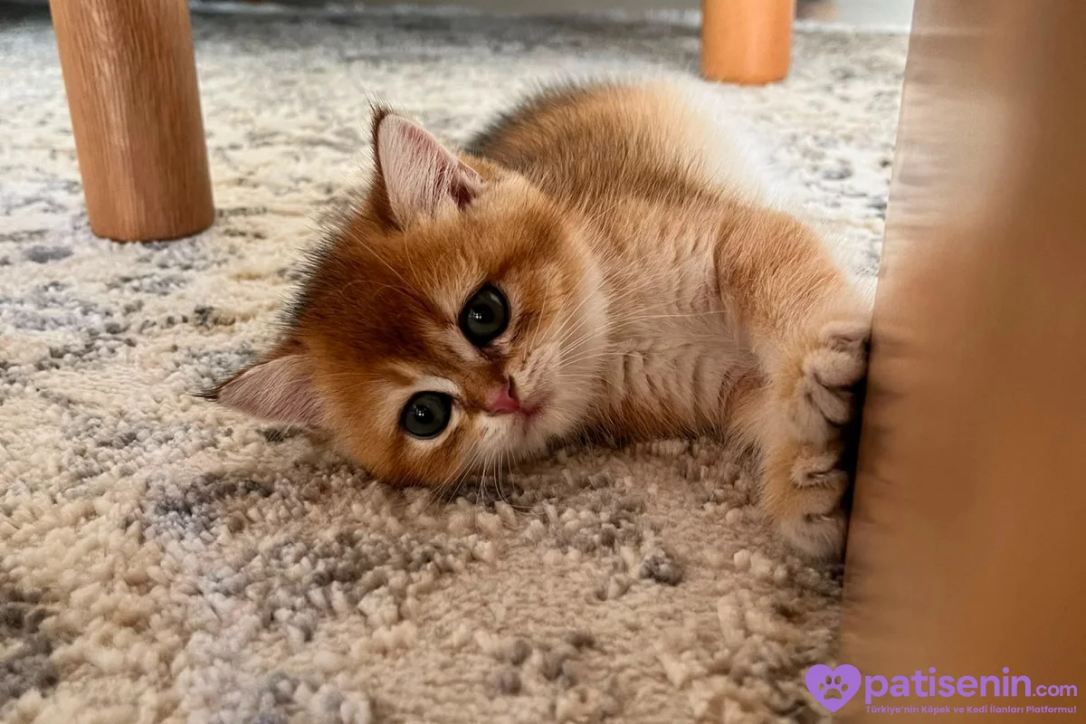 British shorthair golden shaded 2 aylık yavru dişi 3