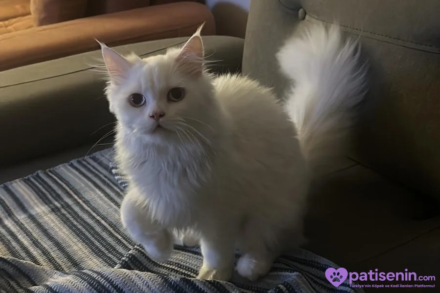 3 yaşında beyaz british longhair pamuk kedimiz sahiplendirilecektir 5
