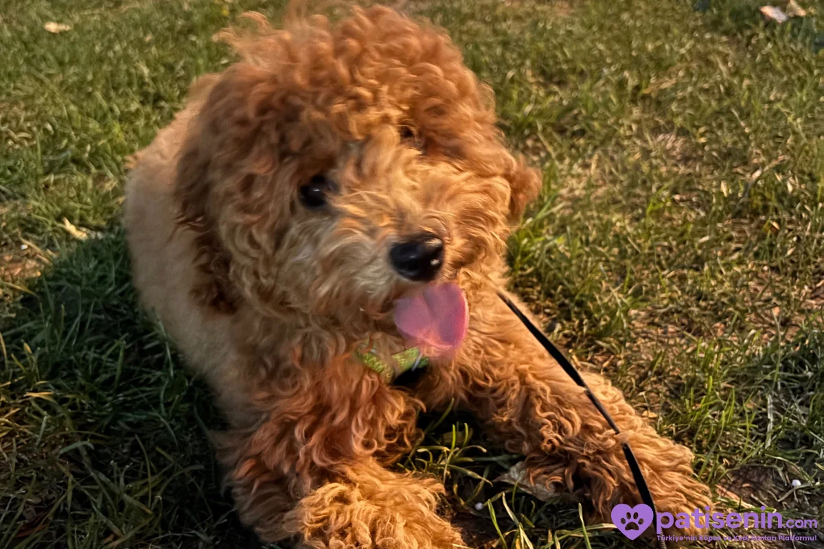 5 aylık dişi toy poodle 1