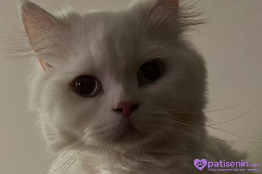 3 yaşında beyaz british longhair pamuk kedimiz sahiplendirilecektir 2