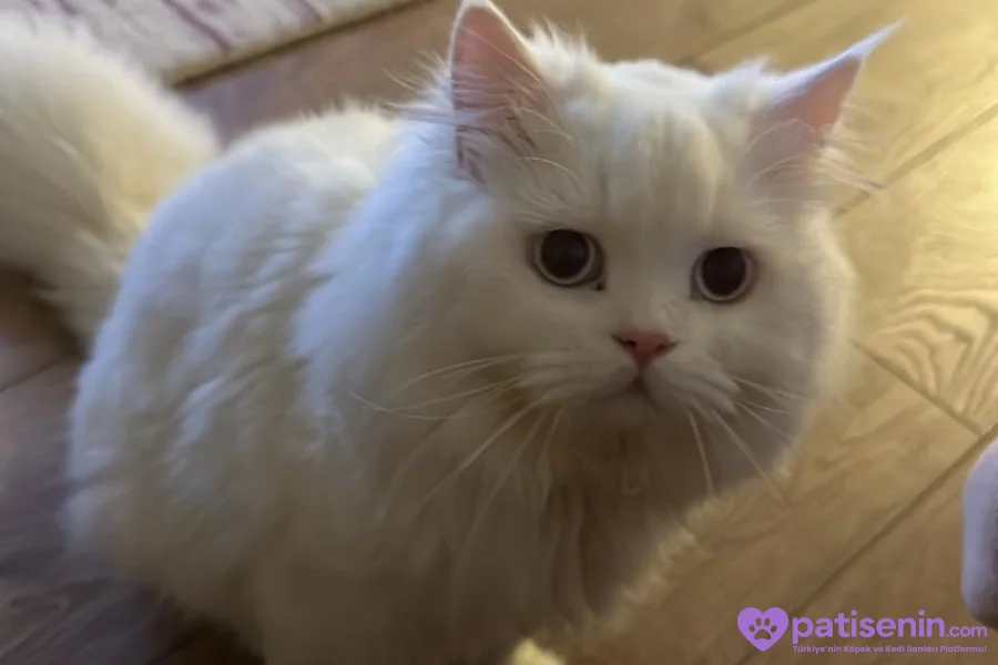 3 yaşında beyaz british longhair pamuk kedimiz sahiplendirilecektir 3