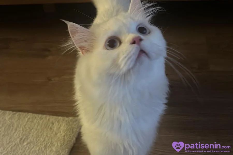 3 yaşında beyaz british longhair pamuk kedimiz sahiplendirilecektir 4