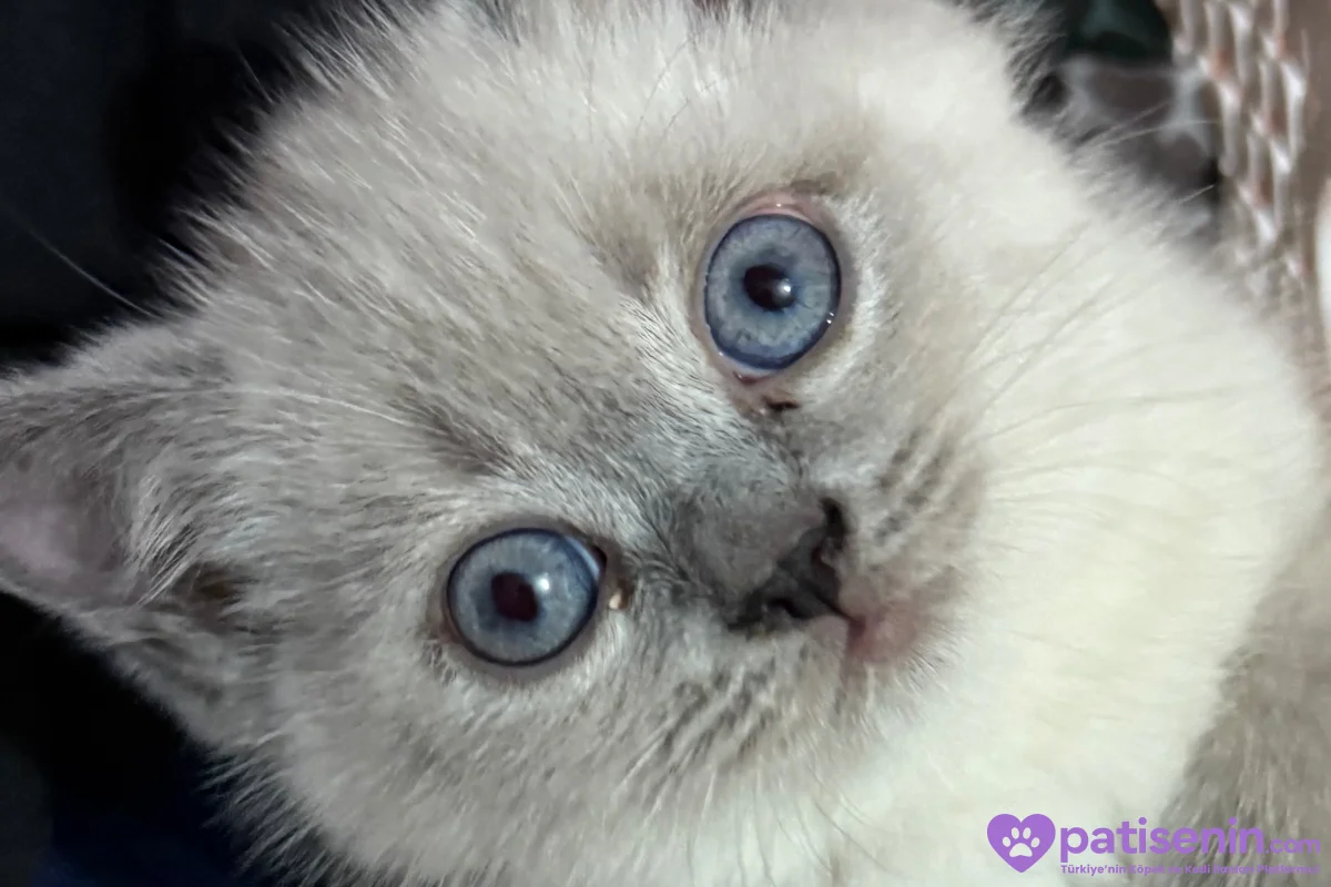 British shorthair (uyguna) 3