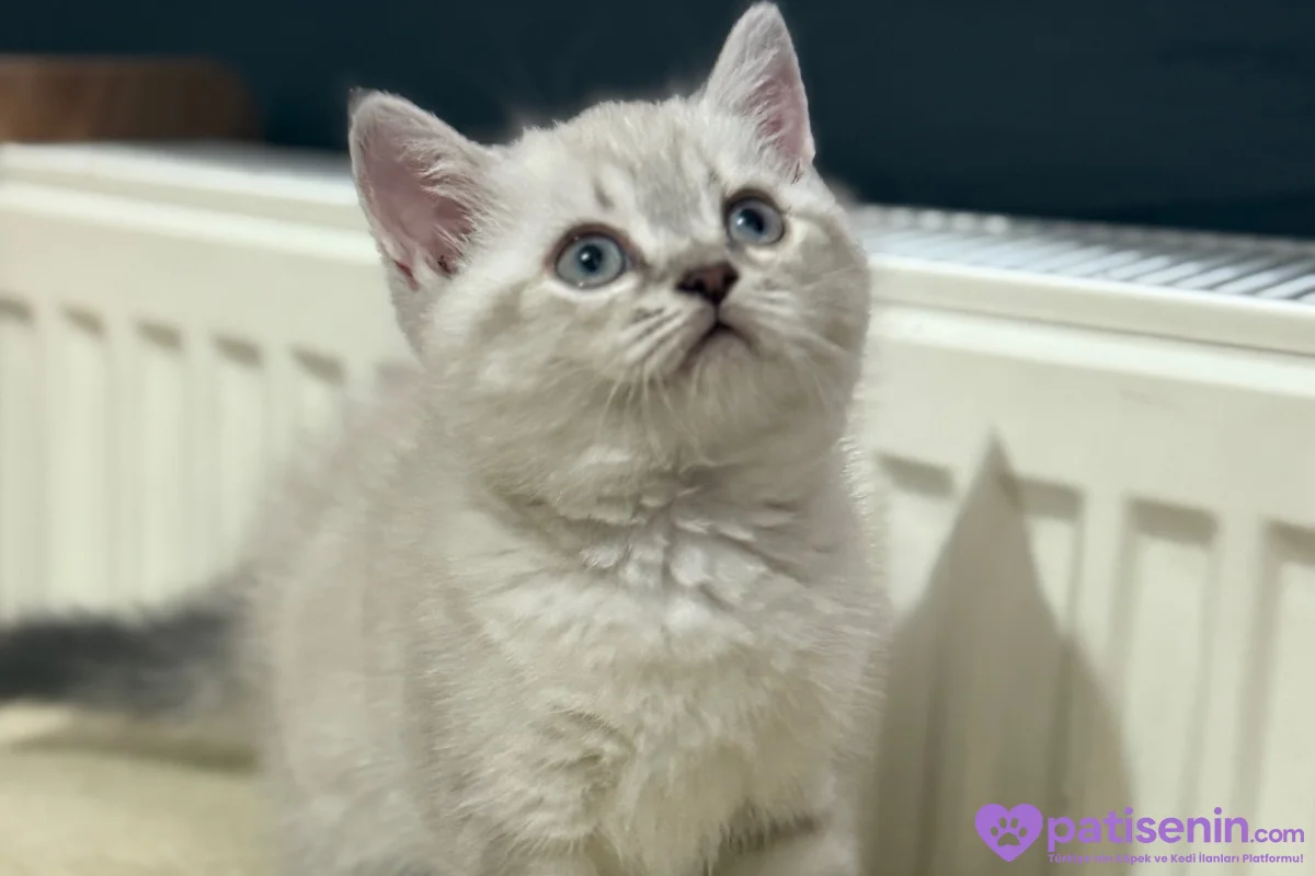 British shorthair (uyguna) 1