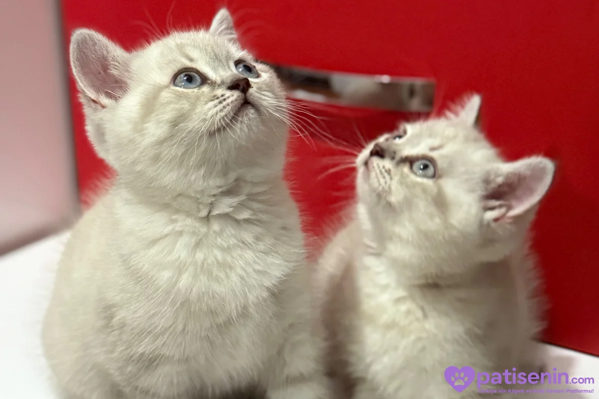 British shorthair (uyguna) 2