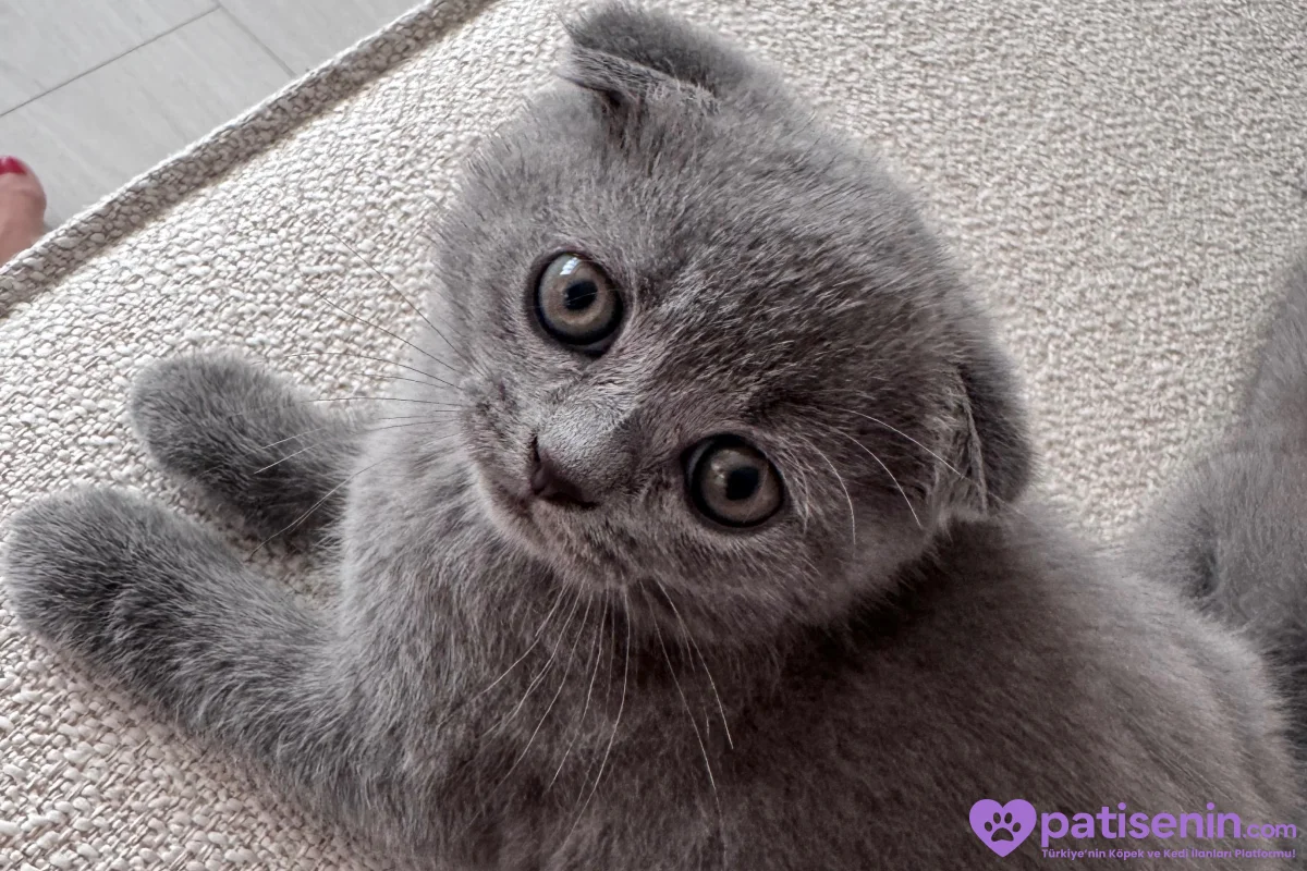 Scottish Fold erkek 1