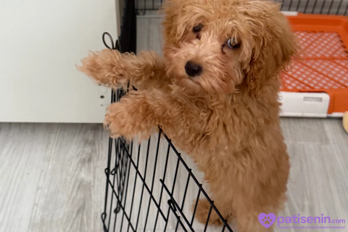 Safkan Toy Poodle Yavrumuz Çok Sevecen 1