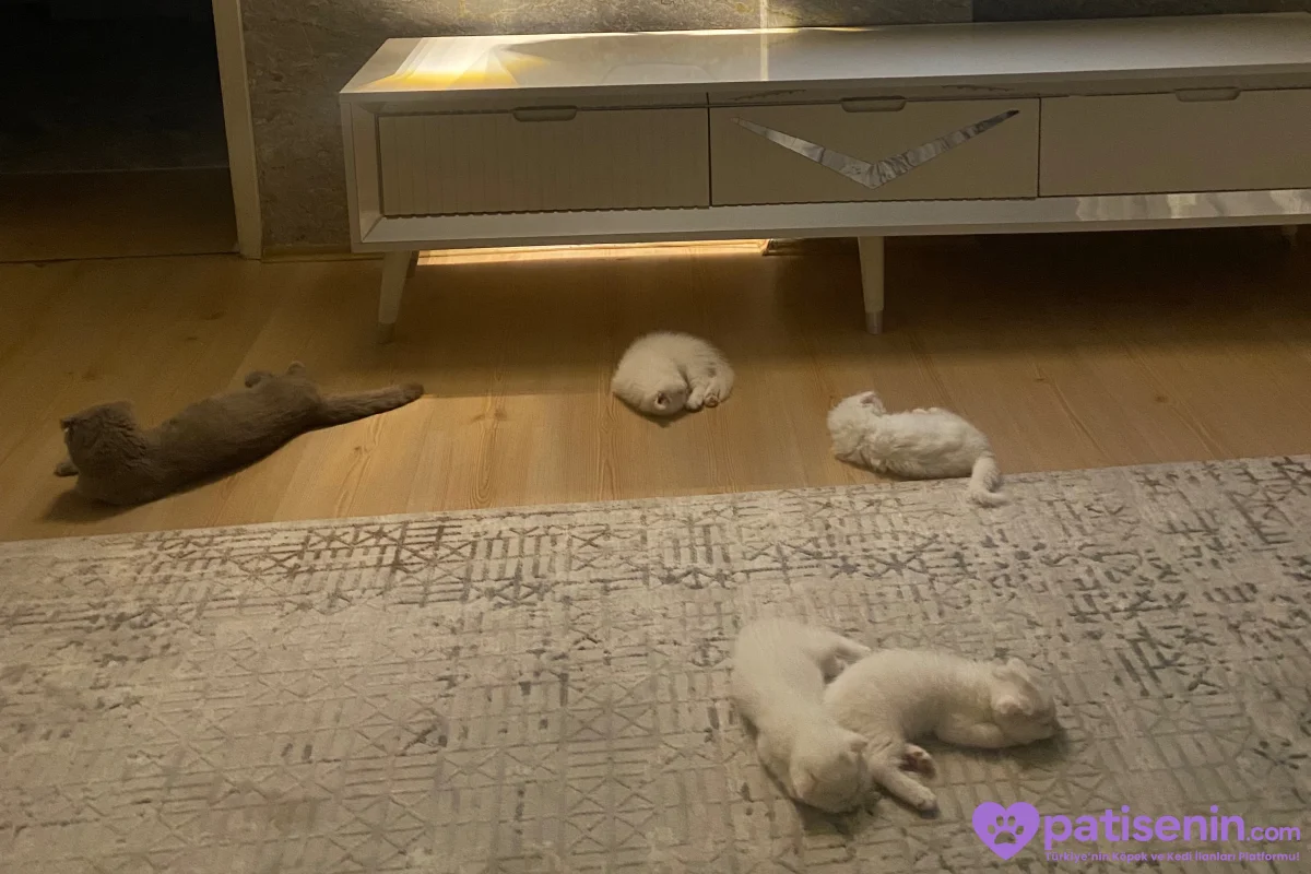 Scottish Fold Beyaz Erkek Yavrularımız 3