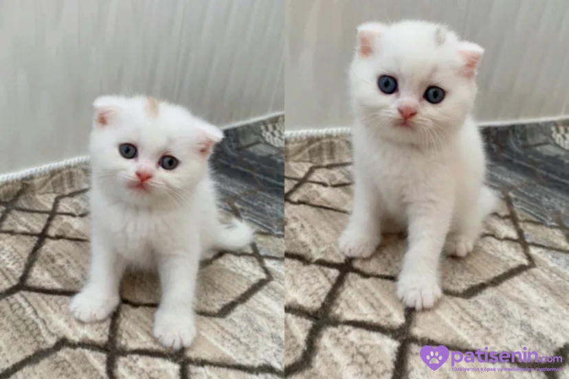 Scottish Fold Beyaz Erkek Yavrularımız 2