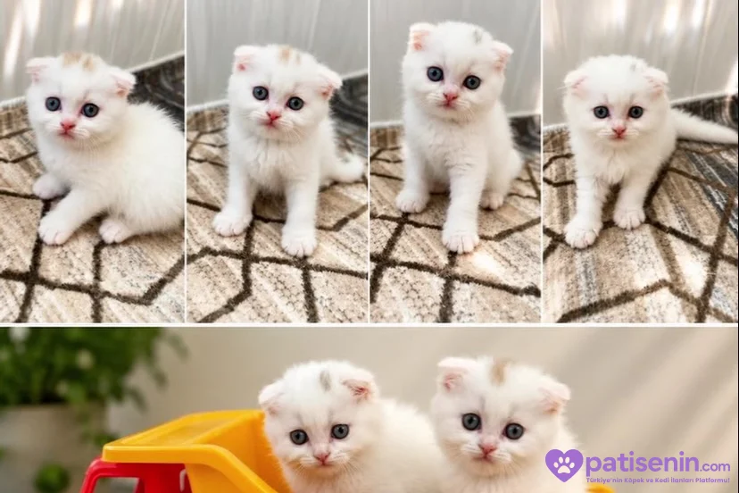 Scottish Fold Beyaz Erkek Yavrularımız 1