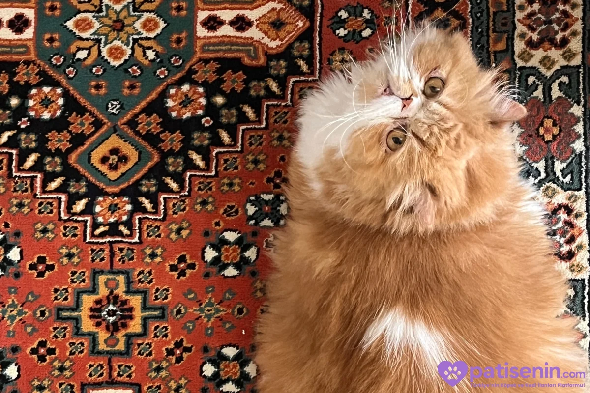 Persian Kedimiz için Uygun Yuva Arıyoruz Uysal Çok Zekici Sevecen 5 yaşında 2