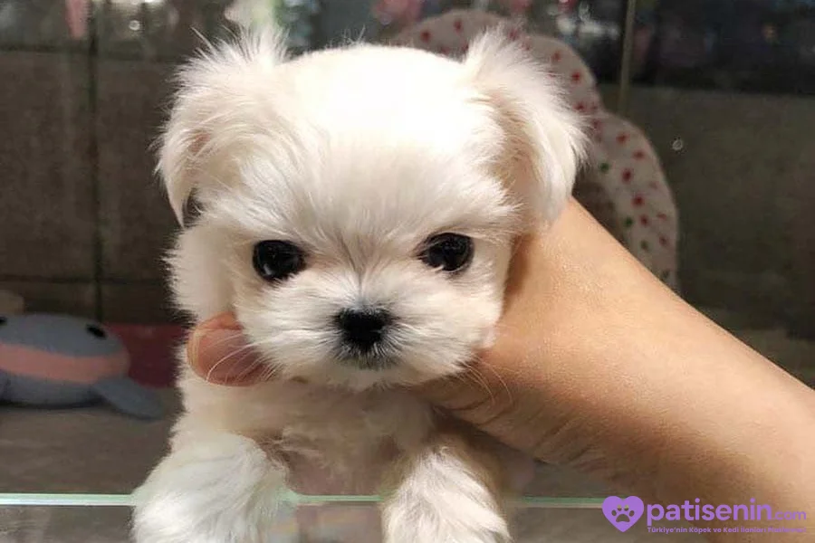 TEACUP EV ORTAMI MALTESEEE 1