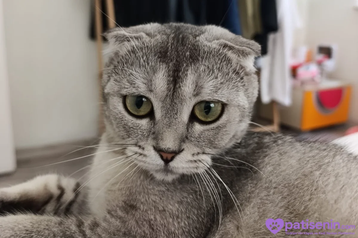 8 aylık british kedi ücretsiz sahiplendirilecek 1