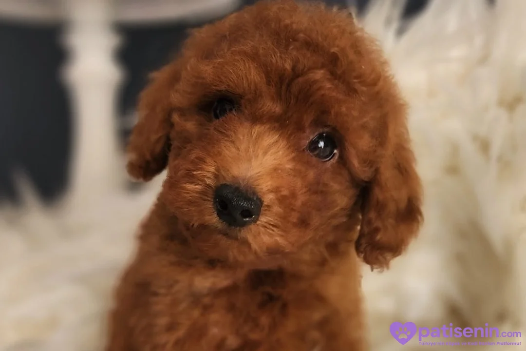 Veteriner teknikerinden ırk ve sağlık garantili Toy Poodle 1