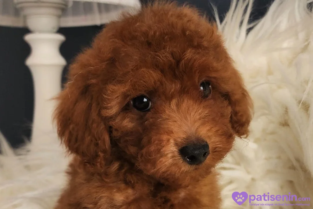 Veteriner teknikerinden ırk ve sağlık garantili Toy Poodle 2