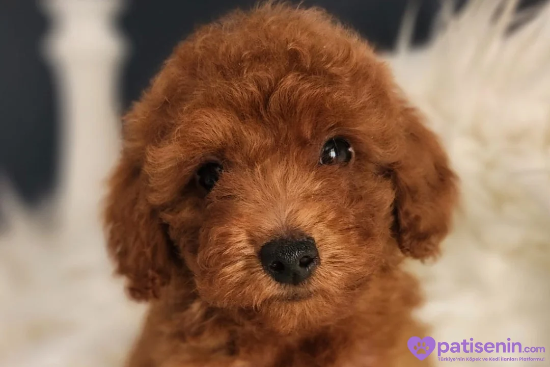 Veteriner teknikerinden ırk ve sağlık garantili Toy Poodle 3