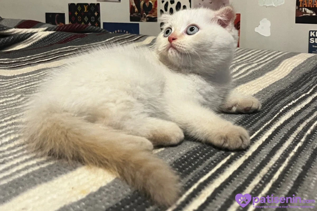 Scottish fold x British shorthair 4