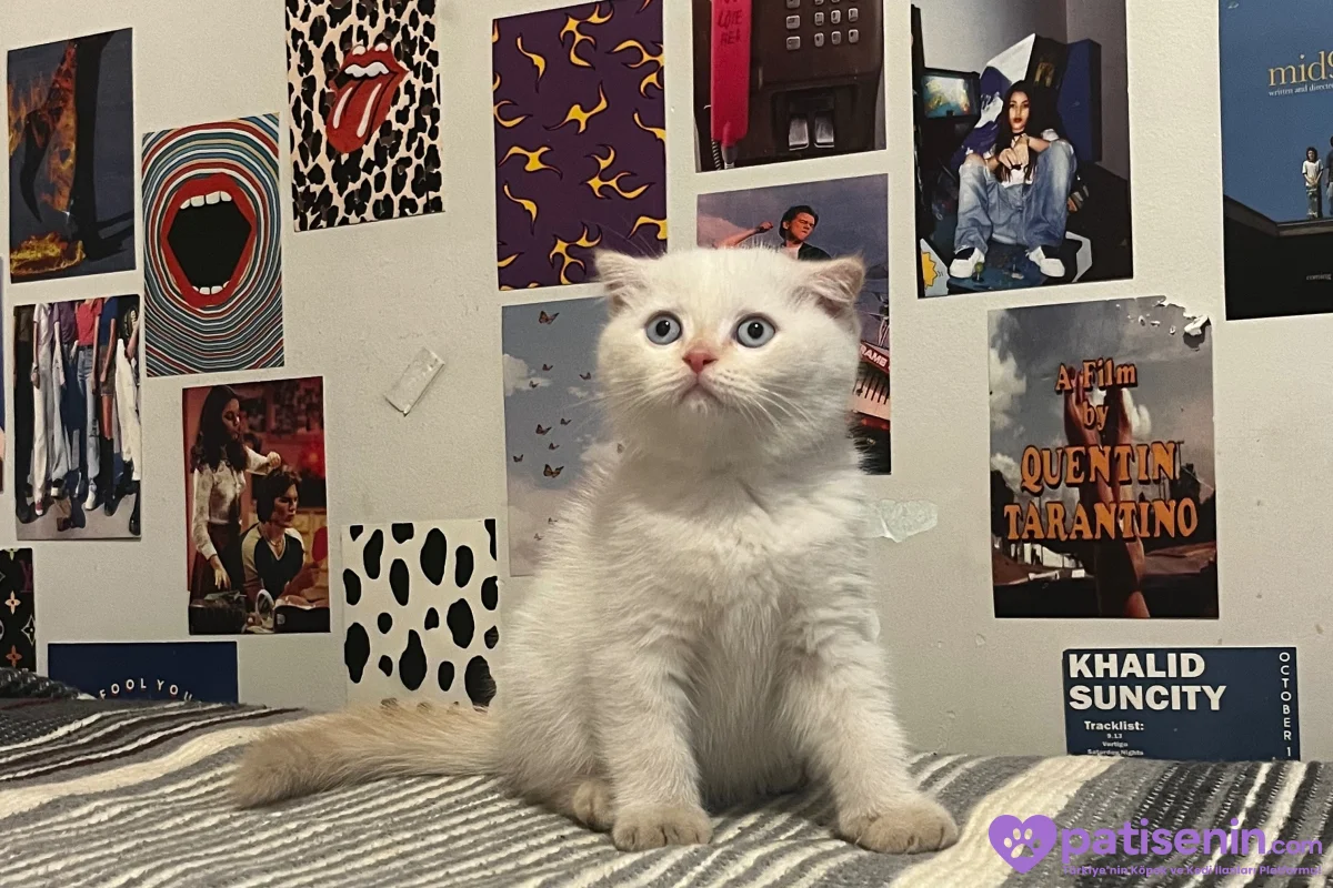 Scottish fold x British shorthair 1