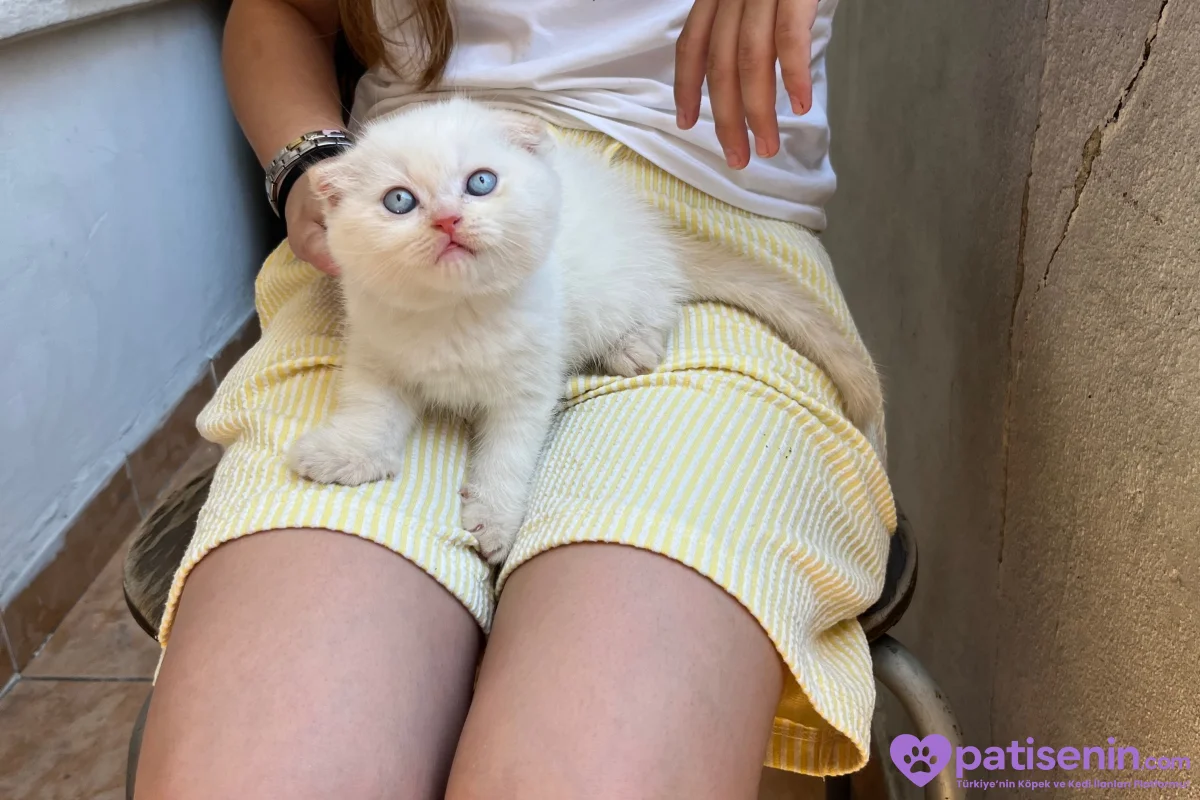 Scottish fold x British shorthair 6