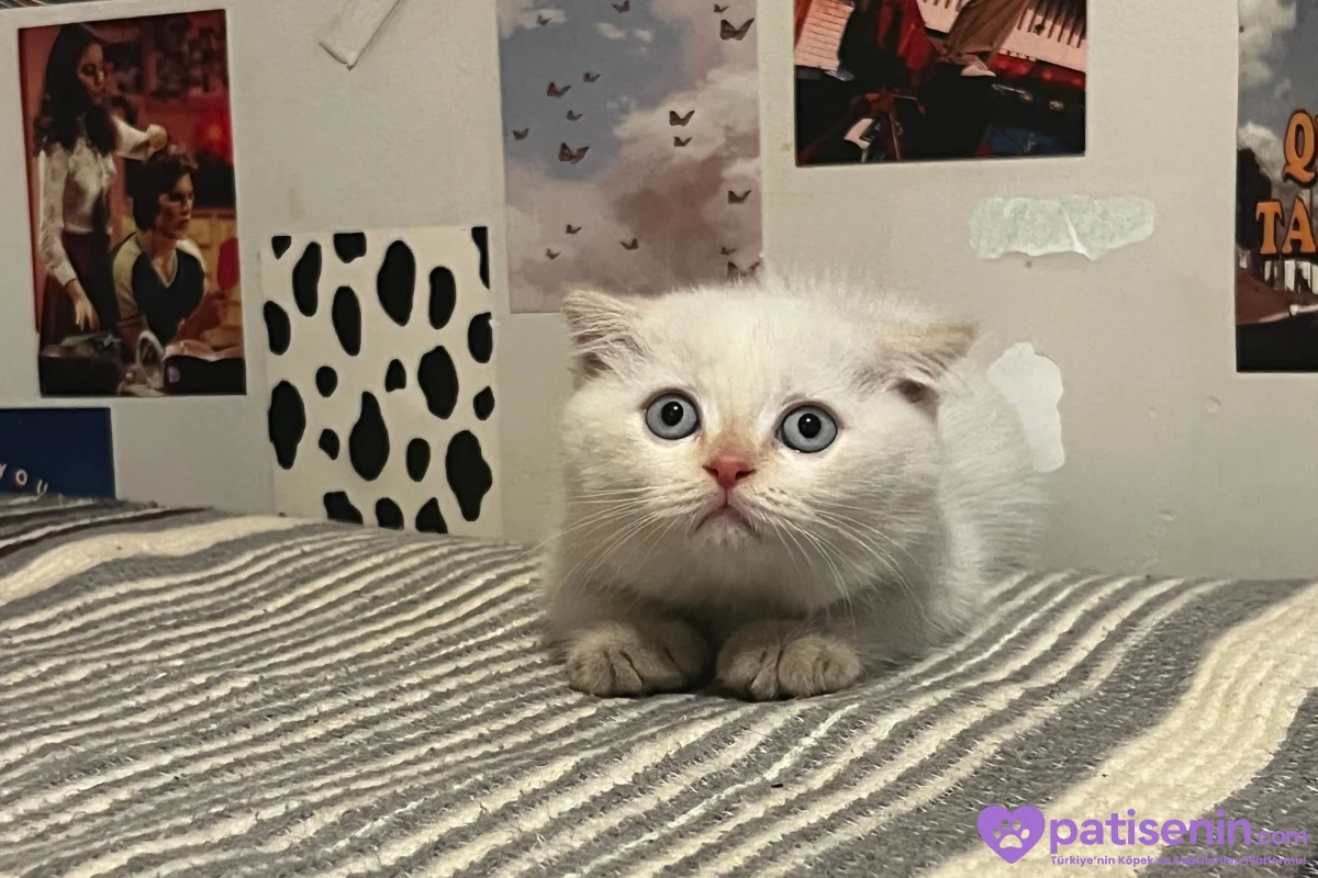 Scottish fold x British shorthair 2