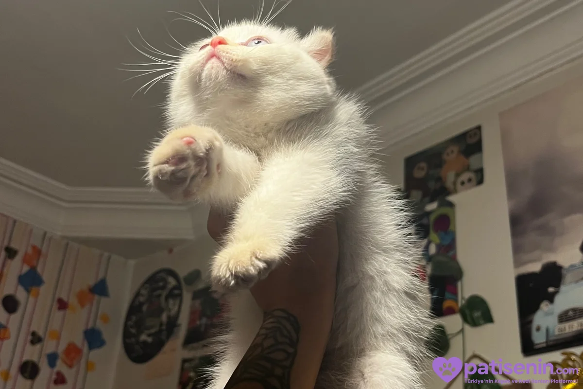 Scottish fold x British shorthair 5