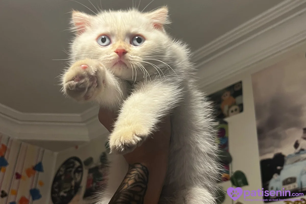 Scottish fold x British shorthair 3