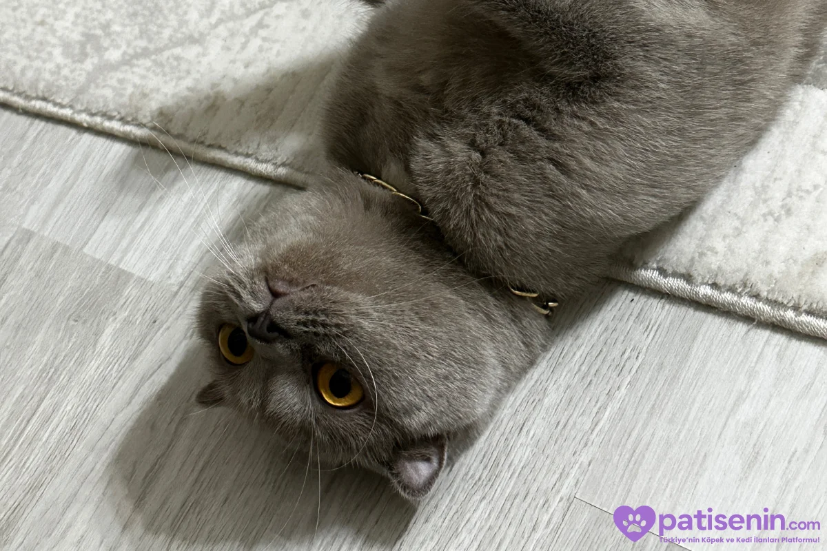 Safkan Scottish Fold Dişi Lilac 4