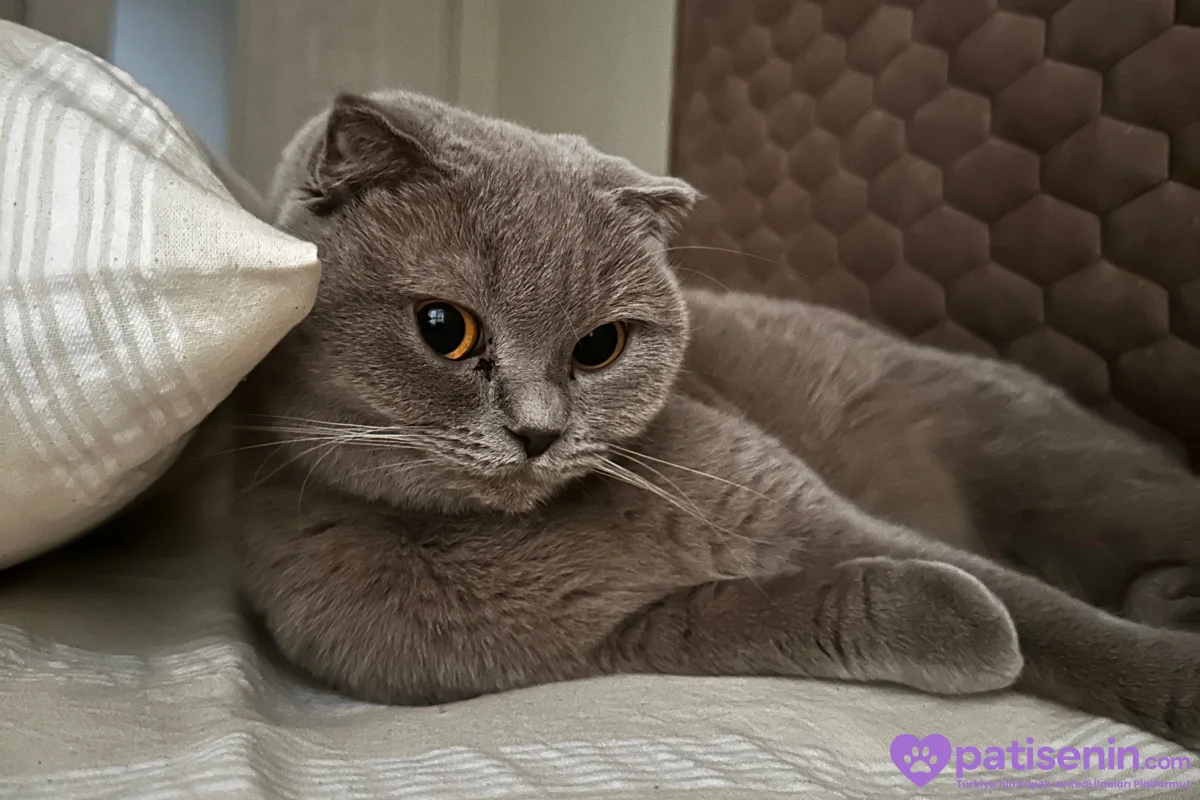 Safkan Scottish Fold Dişi Lilac 2
